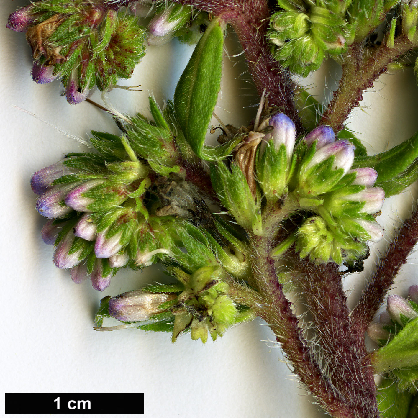 High resolution image: Family: Boraginaceae - Genus: Echium - Taxon: strictum - SpeciesSub: subsp. exasperatum